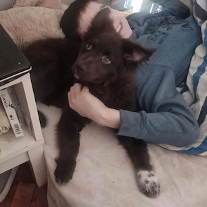 Neo, wundersüßer Vojvodjanski Pulin   Mudi Welpe, bereits stubenrein und katzenverträglich Bild 3