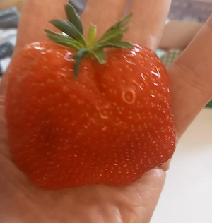 Die möchte ich aus deiner leckeren Muschi geniessen...