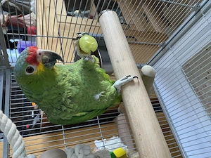Gelbwangen Amazone 