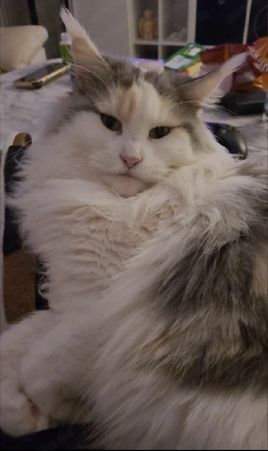 Maine Coon - w - reinrassig - gechippt - mit Papiere 