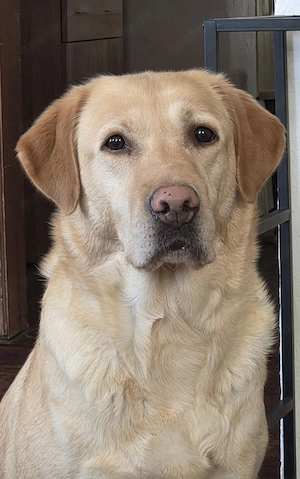 Wurfankündigung reinrassige Labradorwelpen