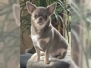 sozialisierte Chihuahua-Welpen   Perfekte Begleithunde Bild 4