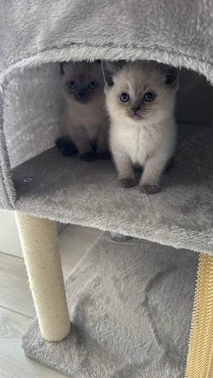British Kurzhaar Bluepoint Kitten