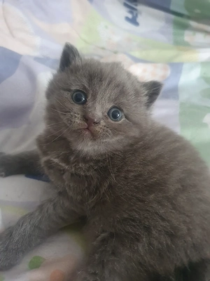 Bkh Katerchen blü reinrassig 