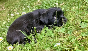 Kleine Herzensbrecherin  sucht Traumzuhause: horkie-Mäd her in schwarz
