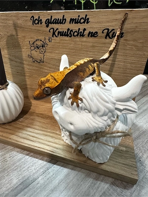 Kronengecko Pet Only! Bild 4