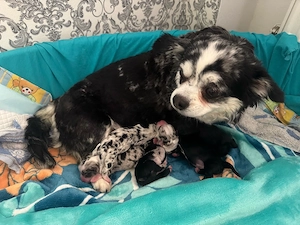 chihuahua welpen von Anfang an dabei sein 