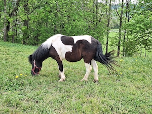 Shetlandponys & Freizeitpferde 