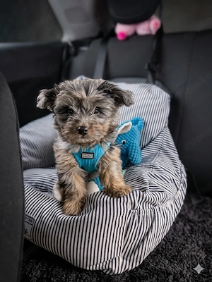  Malchipoo   Maltipoo - Chihuahua