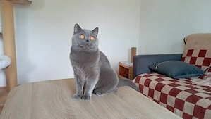  BKH-Katze in blue (Stammbaum)!