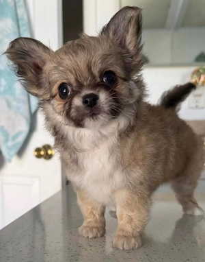 Wunderschöne Chihuahua-Welpen suchen ein neues Zuhause.