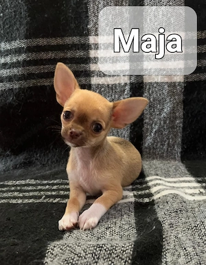 Chihuahua Welpen 
