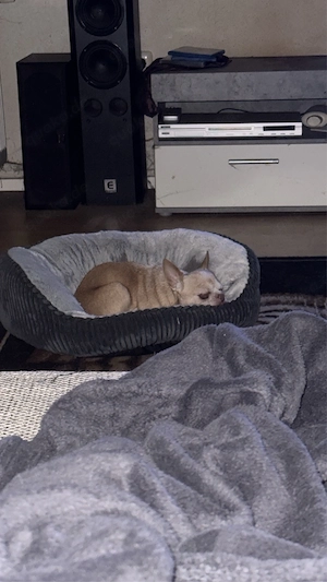    Chihuahua (ca. 8 Jahre) sucht liebevolles Zuhause   
