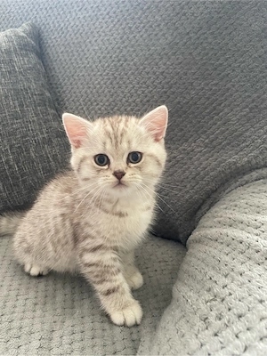 BKH kitten