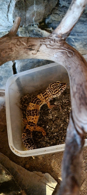 Leopardgecko Gruppe 3 Weibchen 