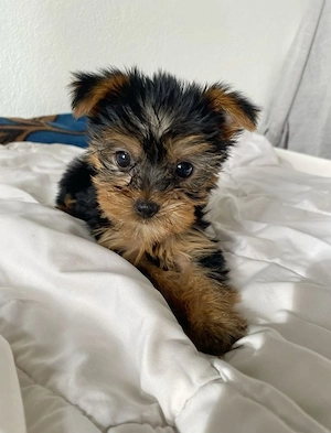 Yorkshire Terrier Welpen