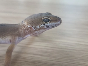 1.0 Black Night Mandarin Leopardgecko 