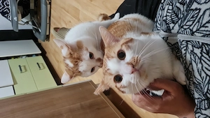 2 Kater   Garfield & Mr. Peach