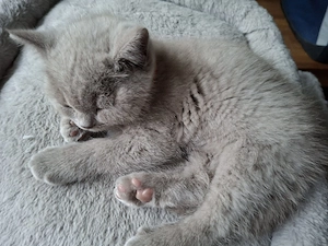 Süße Kitten