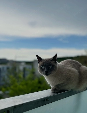 Wunderschöne Colorpoint-Katze (Siam-Mix) zu verkaufen