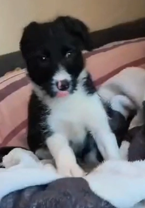 Border Collie Hündin Welpe 2,5 Mon KINDERLIEB Ausreise nach Adoption  Bild 4
