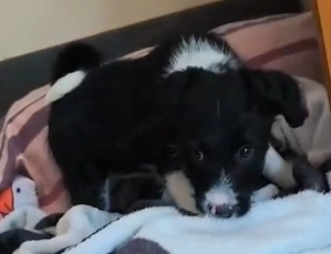Border Collie Hündin Welpe 2,5 Mon KINDERLIEB Ausreise nach Adoption  Bild 5