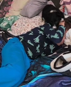 Border Collie Hündin Welpe 2,5 Mon KINDERLIEB Ausreise nach Adoption  Bild 6
