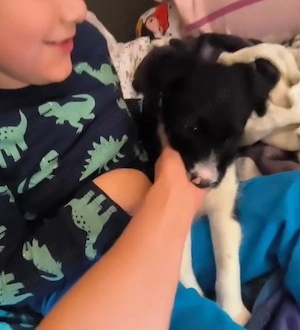Border Collie Hündin Welpe 2,5 Mon KINDERLIEB Ausreise nach Adoption  Bild 3