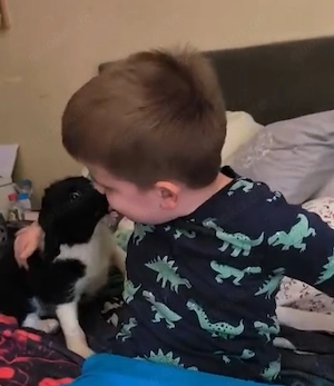 Border Collie Hündin Welpe 2,5 Mon KINDERLIEB Ausreise nach Adoption  Bild 7