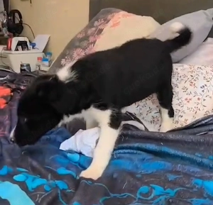 Border Collie Hündin Welpe 2,5 Mon KINDERLIEB Ausreise nach Adoption  Bild 8
