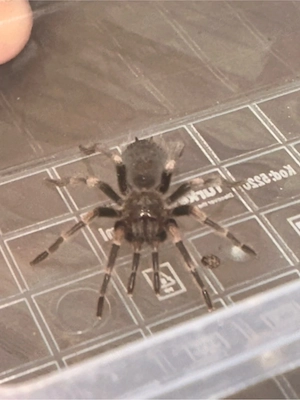 mexikanischer Vogelspinne