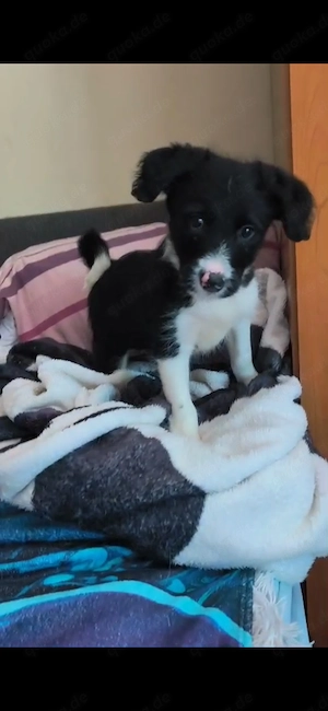 Border Collie Hündin Welpe 2,5 Mon KINDERLIEB Ausreise nach Adoption  Bild 10