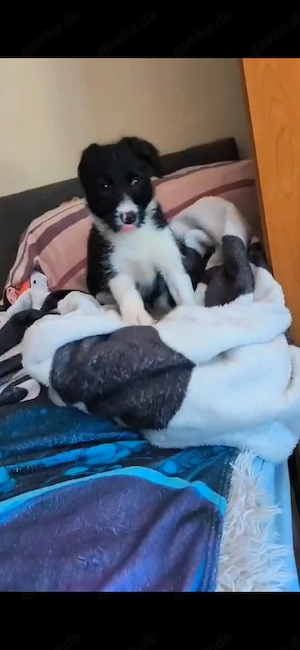 Border Collie Hündin Welpe 2,5 Mon KINDERLIEB Ausreise nach Adoption  Bild 11