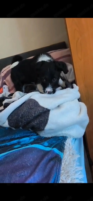 Border Collie Hündin Welpe 2,5 Mon KINDERLIEB Ausreise nach Adoption  Bild 9