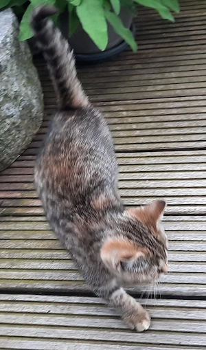 16 Wo alte BKH Kitte, weiblich, braun- beige getigert, lieb und  verschmust in gute Hände abzugeben. Bild 5