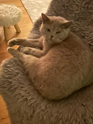 16 Wo alte BKH Kitte, weiblich, braun- beige getigert, lieb und  verschmust in gute Hände abzugeben. Bild 8