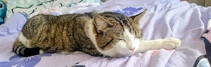 Schmusekater Max 