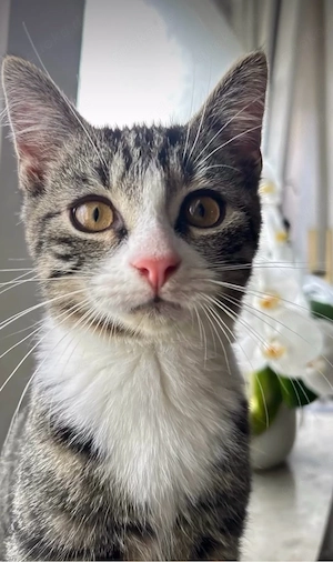 Kater Babsi sucht liebevolles Zuhause