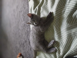 Babykatze russisch blau kitten reinrassige 