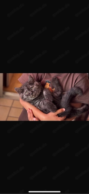 BKH kitten 