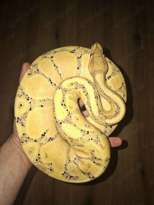 Königspython Banana het Piebald 0.1 