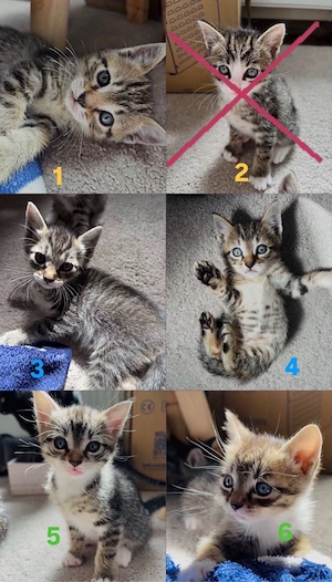 Siam Mix Kitten