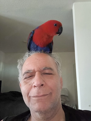 Abgabeanzeige: Edelpapagei   Eclectus Papagei (weiblich, ca. 11 Monate alt)