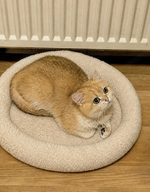 Britische Katze mit smaragdgrünen Augen