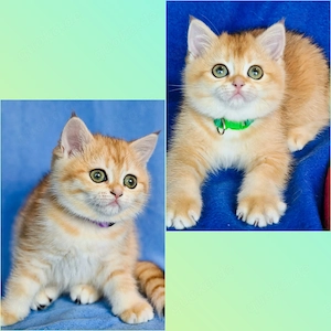 Bkh Kitten mit Stammbaum 