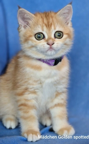 Bkh Kitten mit Stammbaum , Abgabebereit 