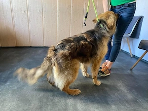 Ted, zzt. in Ungarn, hat einen Körper wie ein etwas kleinerer deutscher Schäferhund Bild 4