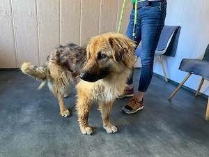 Ted, zzt. in Ungarn, hat einen Körper wie ein etwas kleinerer deutscher Schäferhund Bild 2
