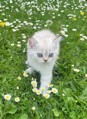 Reinrassige BKH Kitten mit blauen Augen