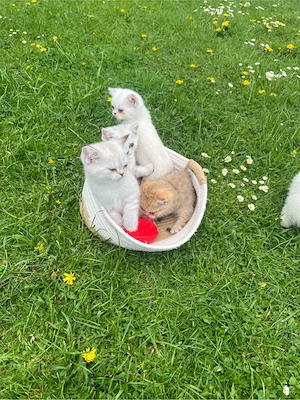 Reinrassige BKH Kitten mit blauen Augen